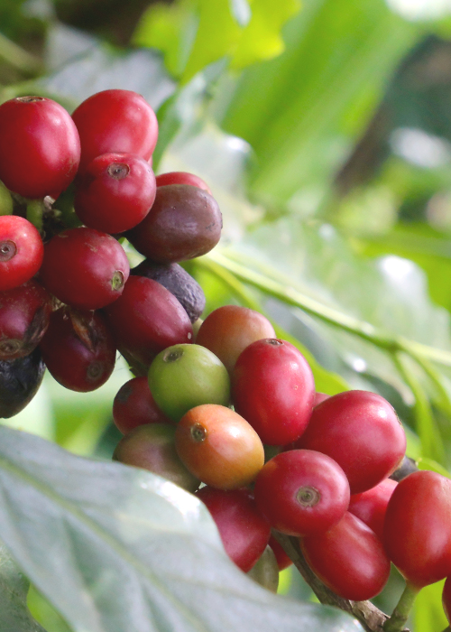 Cameroon Peaberry